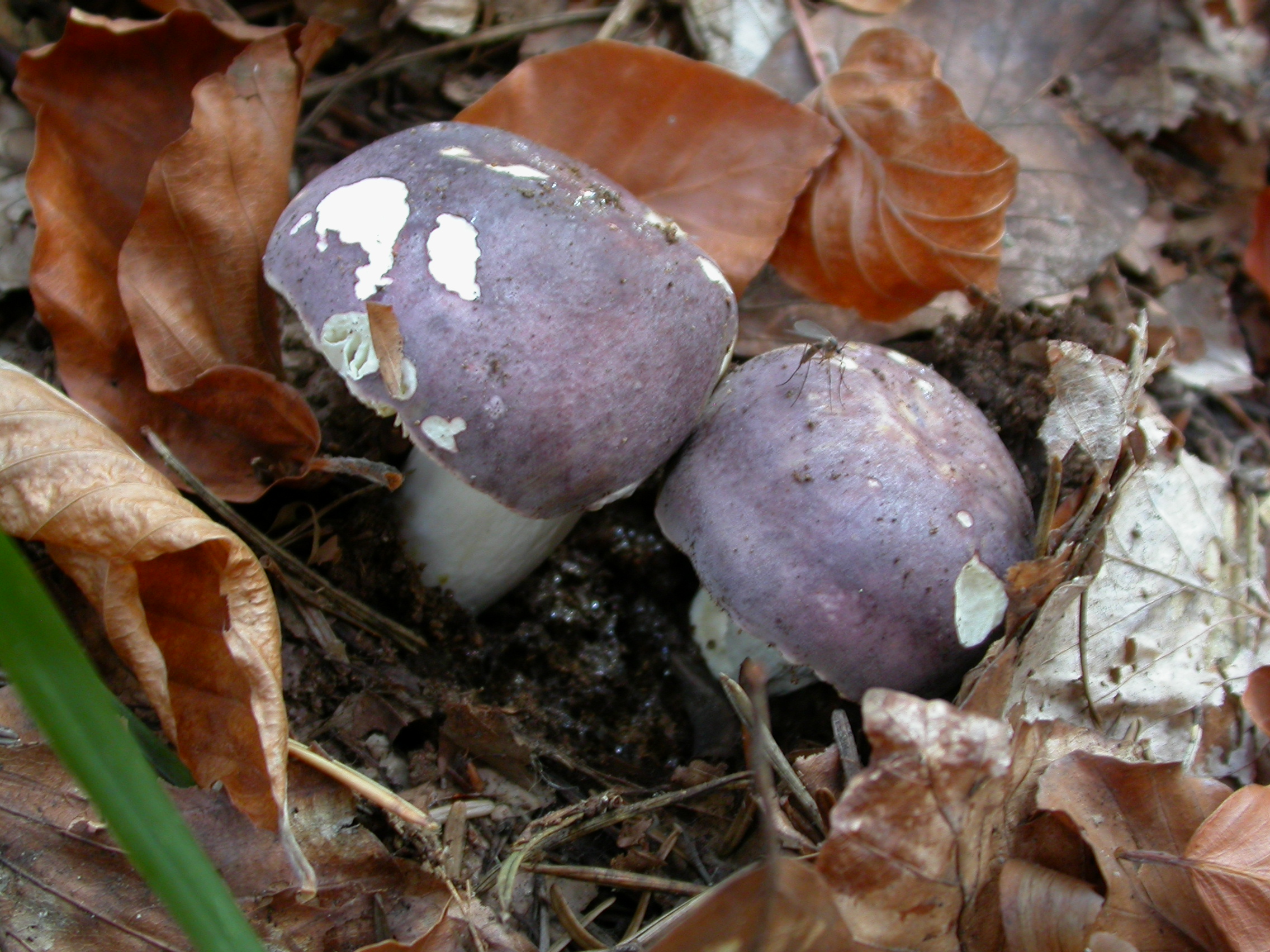 Mavi Kırılgan Mantar - Russula azurea
